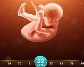 Conception, Pregnancy and Fetal Development - Child Development
