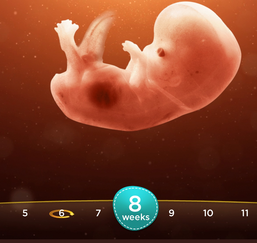 Conception, Pregnancy and Fetal Development - Child ...
